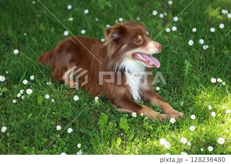 Brown and white dog is laying in a field of daisies 128236480