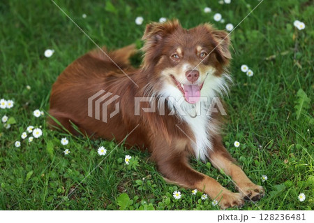 Brown and white dog is laying on the grass in a field of daisies 128236481