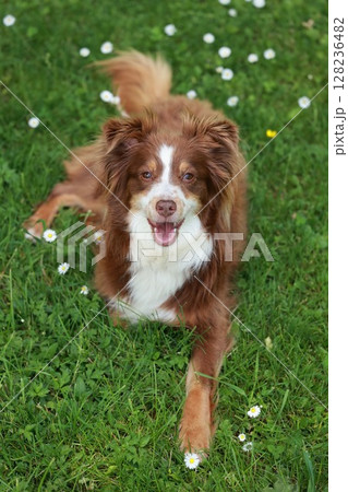 Brown and white dog is laying in a field of daisies 128236482