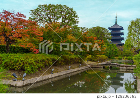 真っ赤な紅葉に包まれた東寺 真っ赤な紅葉に包まれた東寺 128236565