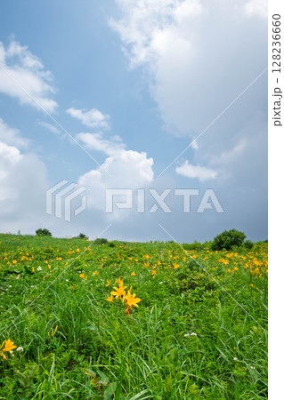 野反湖のノゾリキスゲ　群馬県 128236660