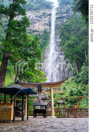 飛瀧神社から見る那智の滝 飛瀧神社から見る那智の滝 128236712