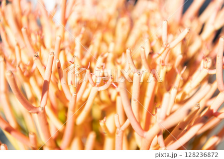 Euphorbia tirucalli with succulent branches cacti background 128236872