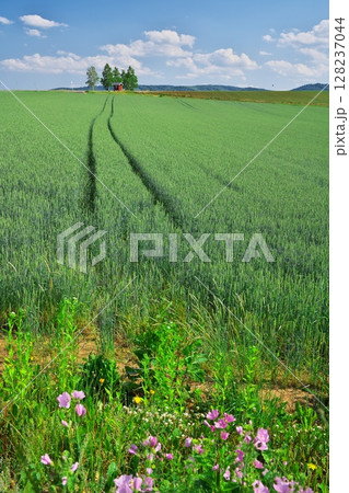 夏の北海道 剣淵町にある眺望の丘バス停 夏の北海道 剣淵町にある眺望の丘バス停 128237044