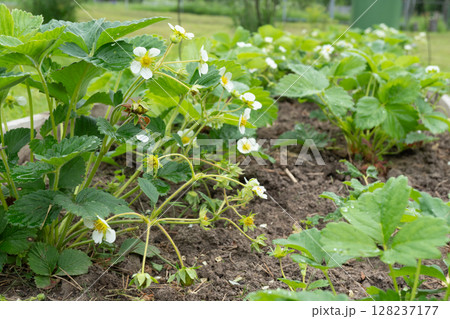 Strawberry plants in bloom with green leaves and flowers in garden bed Strawberry plants in bloom with green leaves and flowers in garden bed 128237177