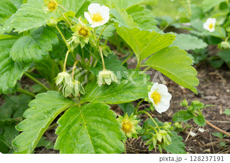 Strawberry plant with white blossoms and green leaves in garden Strawberry plant with white blossoms and green leaves in garden 128237191