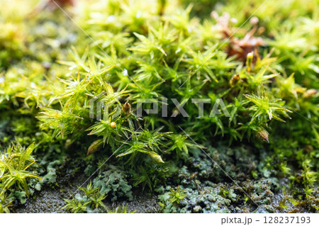 Close-up of vibrant green moss with dew on forest floor 128237193