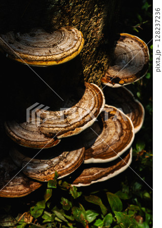 森の中の猿のこしかけ 128237236