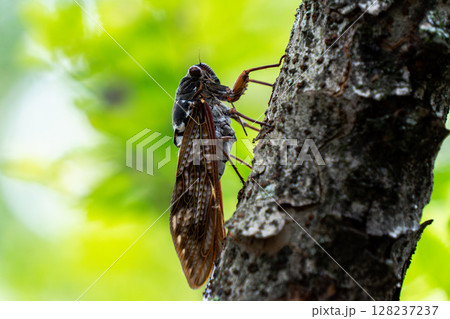 元気よく鳴くセミ 128237237