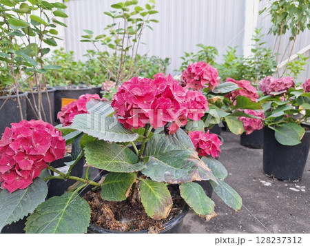 Vibrant pink hydrangeas in pots at a garden center 128237312