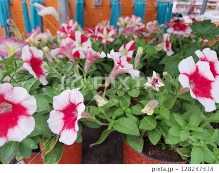 Vibrant pink and white petunias in orange pots at a garden center display Vibrant pink and white petunias in orange pots at a garden center display 128237318