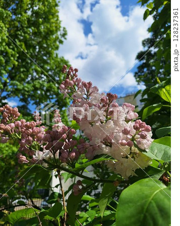 Vibrant lilac blooms against a clear blue sky in lush green foliage 128237361