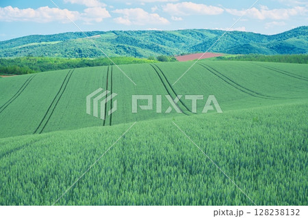 夏の北海道　剣淵町　丘陵の麦畑からの眺望 128238132