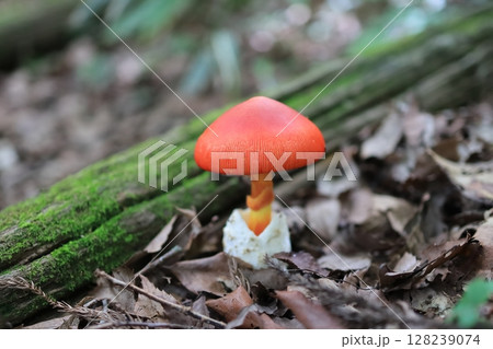 タマゴタケ 128239074