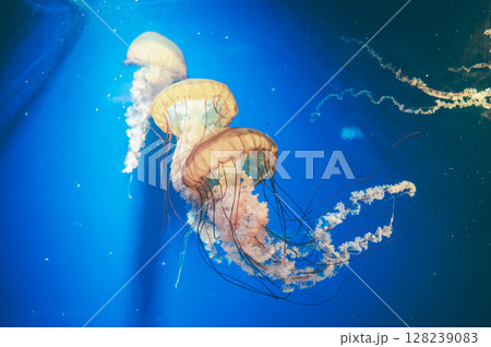 優雅に泳ぐくらげ 128239083