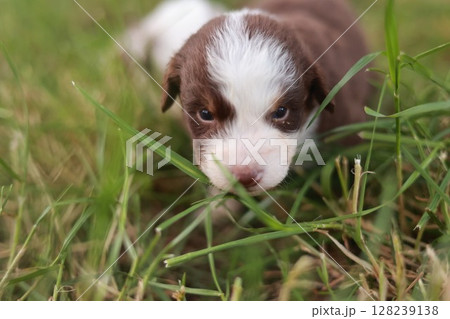 Brown and white puppy is sniffing the grass 128239138