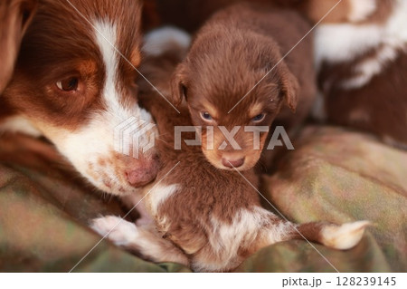 Mother dog is laying down with her puppies 128239145
