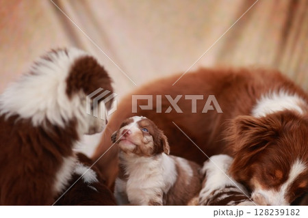 Group of puppies are laying down and one of them is looking up at the camera Group of puppies are laying down and one of them is looking up at the camera 128239182