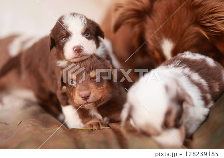 Group of puppies are laying on a bed Group of puppies are laying on a bed 128239185