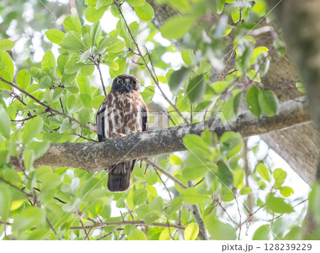 【野鳥】木の枝の上で見守るアオバズク 128239229