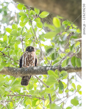 【野鳥】木の枝の上で見守るアオバズク 128239230