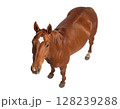 上からのアングルでこちらを見る栗毛の馬（背景透過） 128239288