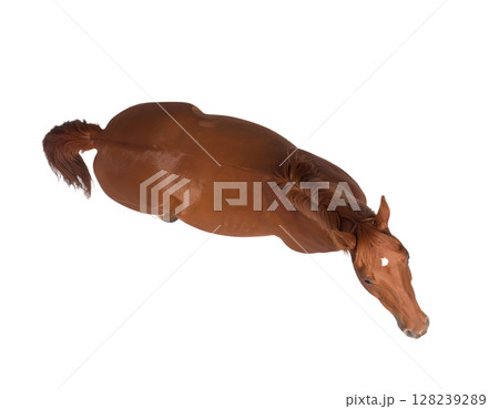 上から見た前を向く栗毛の馬 (背景透過) 上から見た前を向く栗毛の馬 (背景透過) 128239289