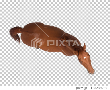 上から見た前を向く栗毛の馬 (背景透過) 上から見た前を向く栗毛の馬 (背景透過) 128239289