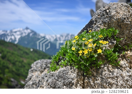 北アルプスの高山植物 128239621