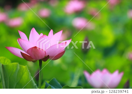 美しい蓮の花 128239741