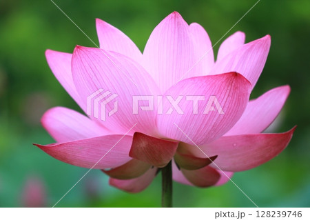 美しい蓮の花 美しい蓮の花 128239746