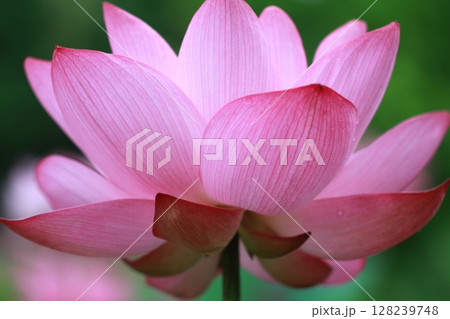 赤い蓮の花 128239748