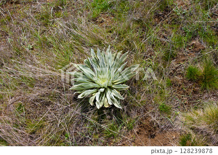 Desert plants from above 128239878