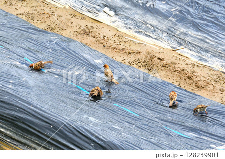 水遊び、水浴びするスズメ 128239901