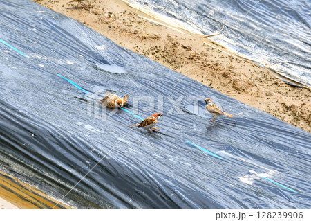 水遊び、水浴びするスズメ 128239906