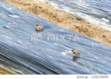 水遊び、水浴びするスズメ 水遊び、水浴びするスズメ 128239909