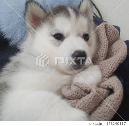 どこまでが毛布？ふわふわすぎるシベリアンハスキー 128240117