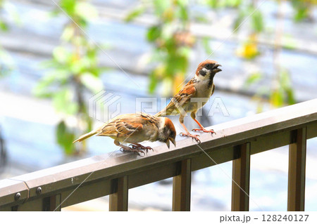 スズメ　スズメの親子、幼鳥 128240127