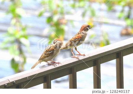 スズメ　スズメの親子、幼鳥 128240137