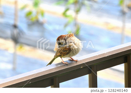 スズメ　スズメの親子、幼鳥 128240140