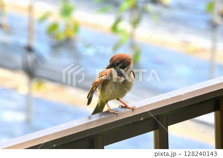 スズメ　スズメの親子、幼鳥 128240143