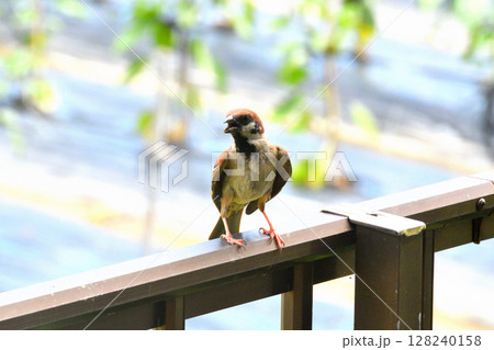 スズメ スズメの親子、幼鳥 スズメ スズメの親子、幼鳥 128240158