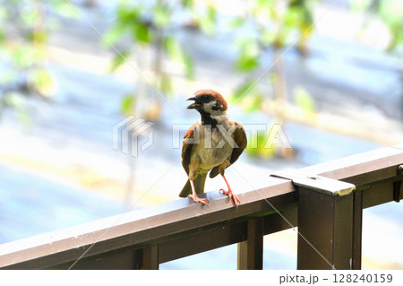 スズメ　スズメの親子、幼鳥 128240159