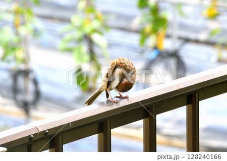 スズメ　スズメの親子、幼鳥 128240166