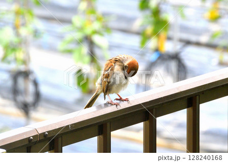 スズメ スズメの親子、幼鳥 スズメ スズメの親子、幼鳥 128240168