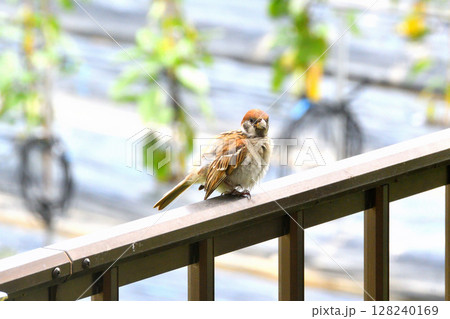 スズメ　スズメの親子、幼鳥 128240169