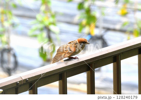 スズメ　スズメの親子、幼鳥 128240179