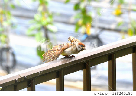 スズメ　スズメの親子、幼鳥 128240180