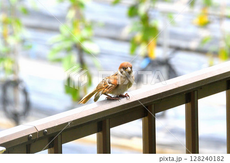 スズメ　スズメの親子、幼鳥 128240182