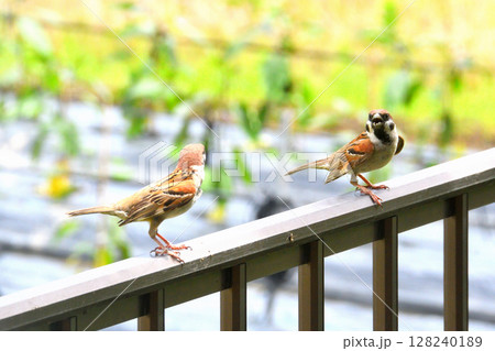 スズメ　スズメの親子、幼鳥 128240189